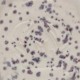 Indigo Rain - 16 oz Mayco Stoneware Glaze Indigo Rain - 16 oz Mayco Stoneware Glaze